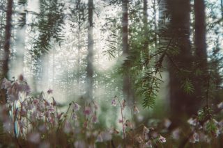 Kuvassa vuoden 2021 Luonnon taidetta -sarjan kunniamaininnan saanut Anna Greussin kva nimeltä Vanamolaakso. Kuvassa usvaisessa valossa vanamoita ja ja metsää.