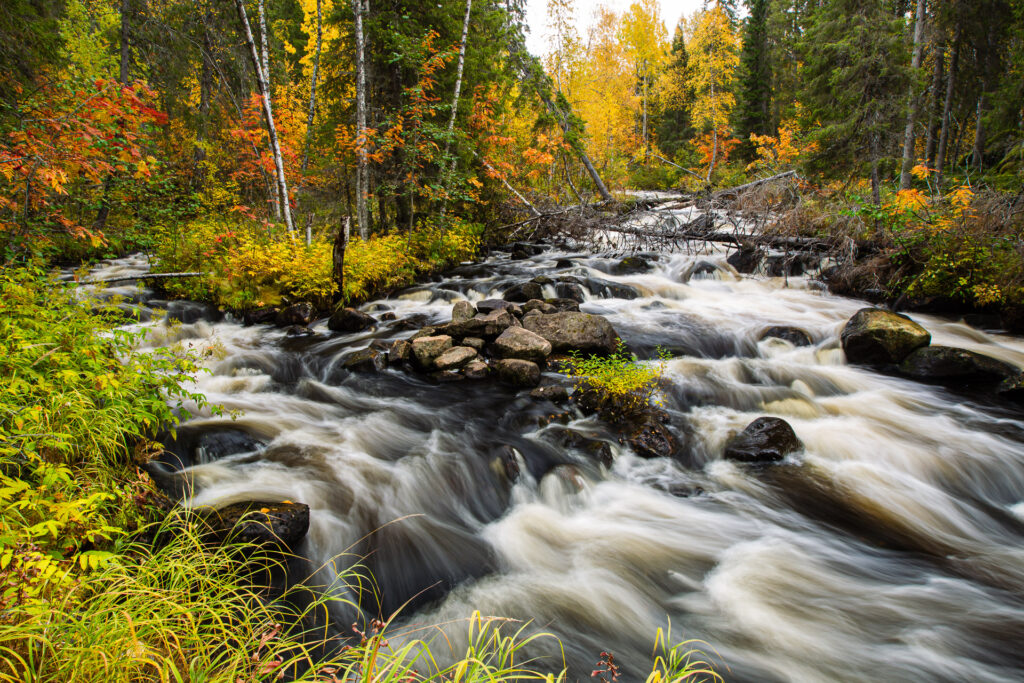 Syksyinen koskimaisema ruskavärien keskellä.